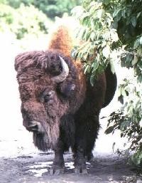 buffalo3