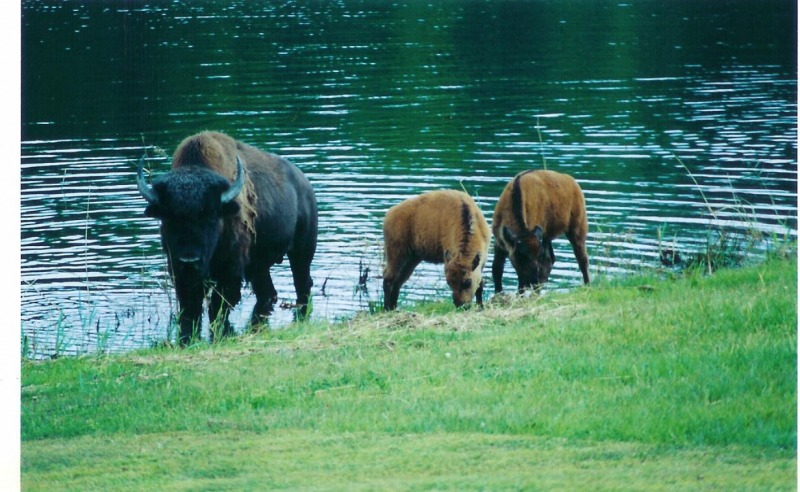 buffalo_04_1_web_large
