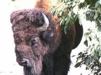 buffalo3