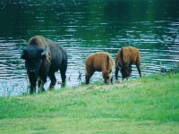 buffalo_04_1_web_large