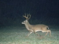 a_buck_pix_10