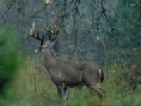 buck_pix_5