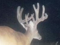 buck_pix_6