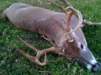 carrie_s_10_pionter_large