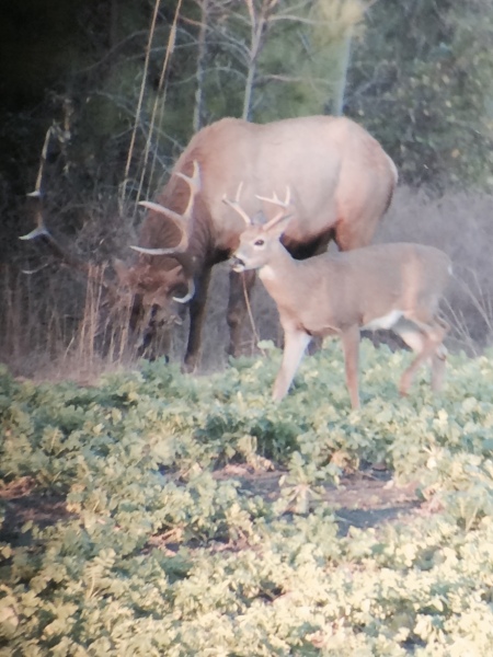 Elk and Deer