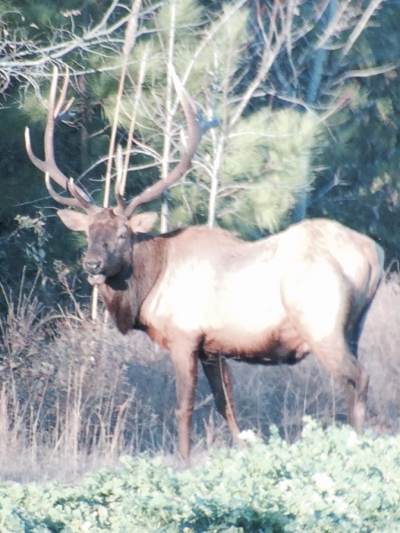 elk-jpg