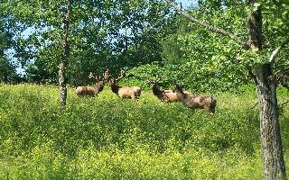 elk_pik_2006_1_small
