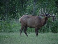 big_bull_elk_1_small