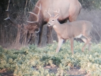 Elk and Deer