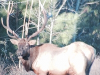 elk-jpg