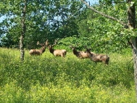 elk_pik_2006_1_small