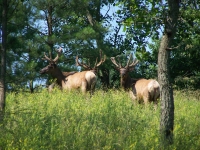 elk_pik_2006_3
