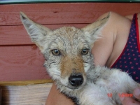 Baby Wiley